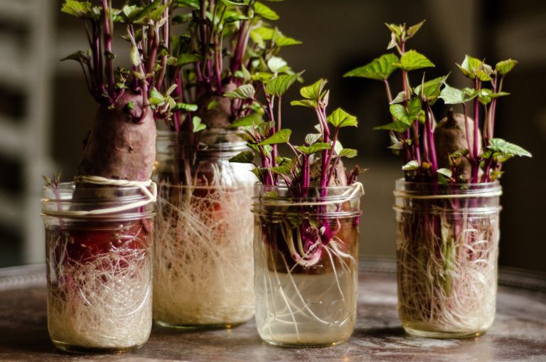 How to Start Sweet Potato Slips to Grow in Your Garden