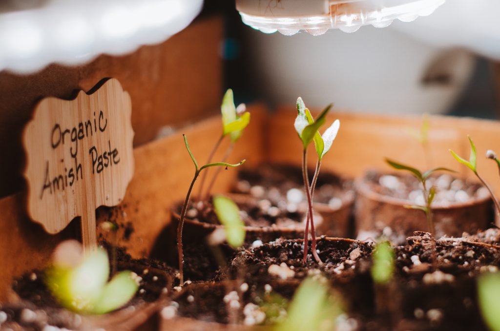 gardening hacks that work - starting your seeds in recycled cardboard boxes and toilet paper rolls