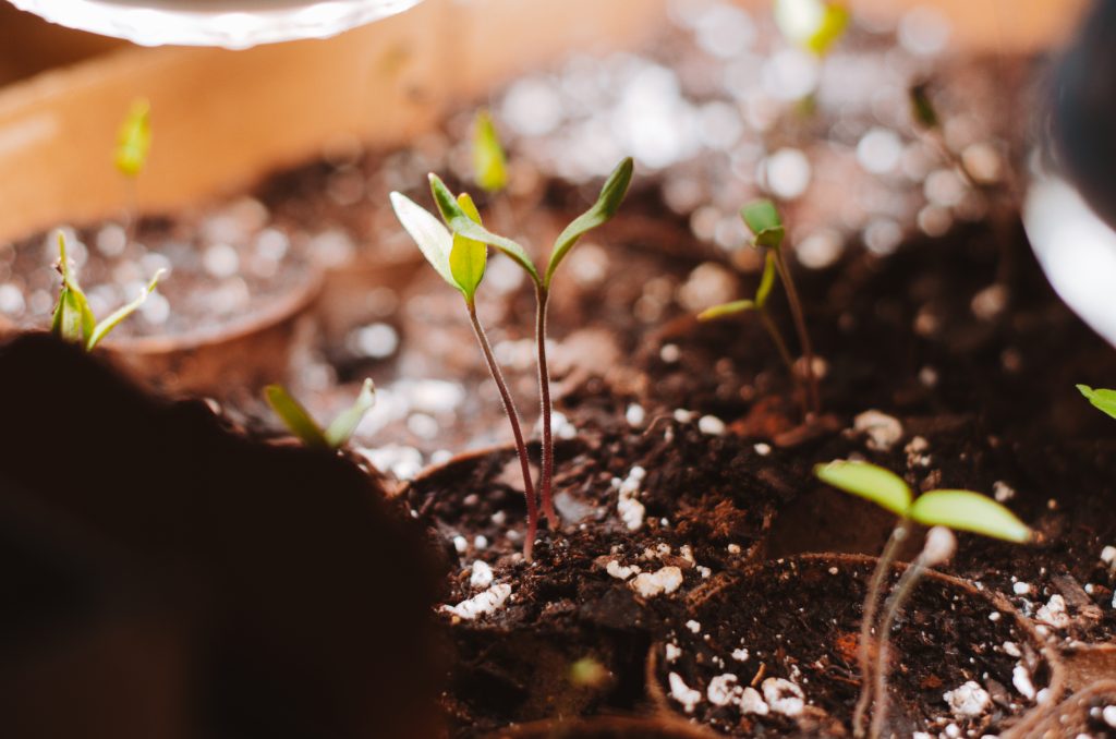 Starting your plants from seed is one of my favorite garden hacks that work.