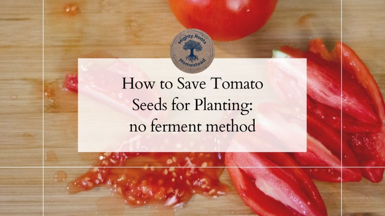 save tomato seeds for planting - no ferment method