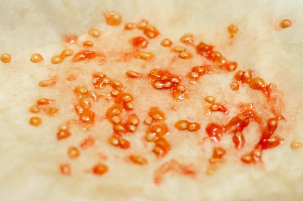 Fresh tomato seeds on an unbleached coffee filter